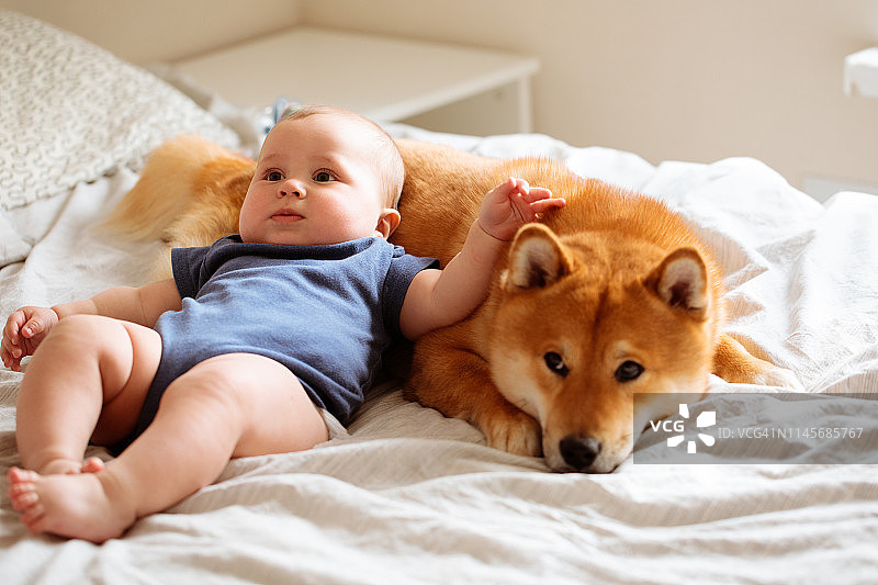 小男婴与柴犬幼犬同坐床上图片素材