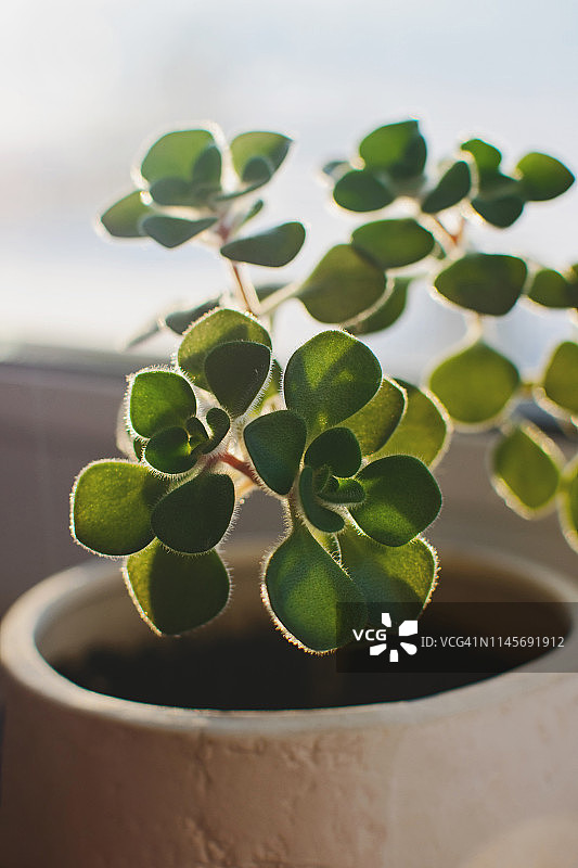 白色盆栽中的室内盆栽：玉树图片素材