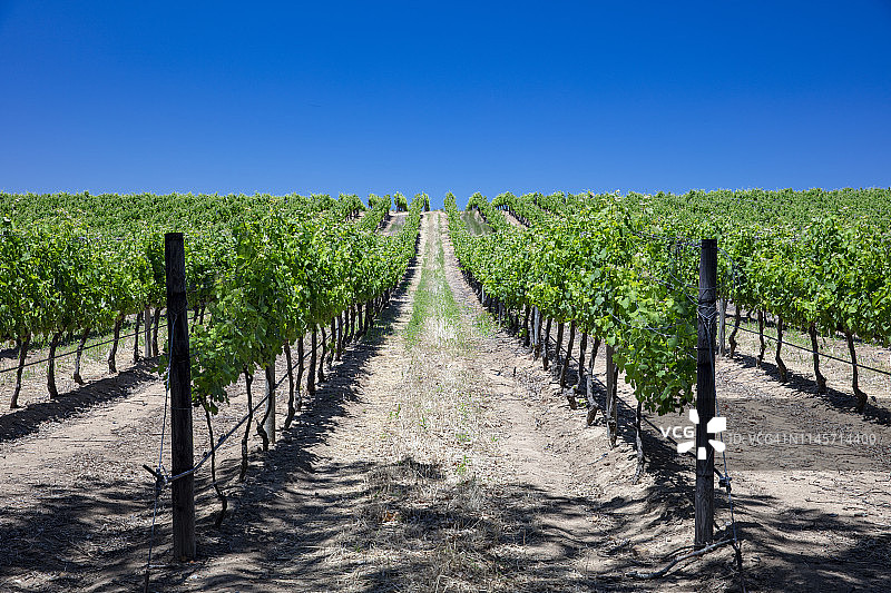 南非开普敦康斯坦提亚的葡萄酒庄园葡萄园图片素材