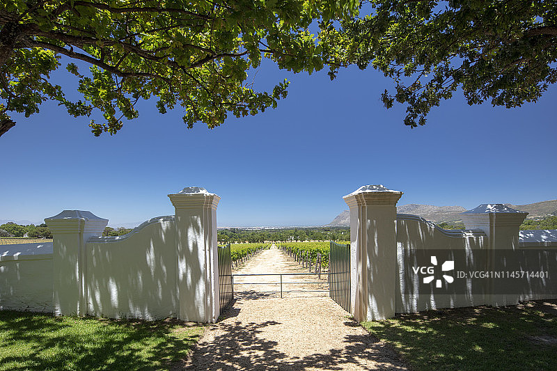 南非开普敦康斯坦提亚的葡萄酒庄园葡萄园图片素材