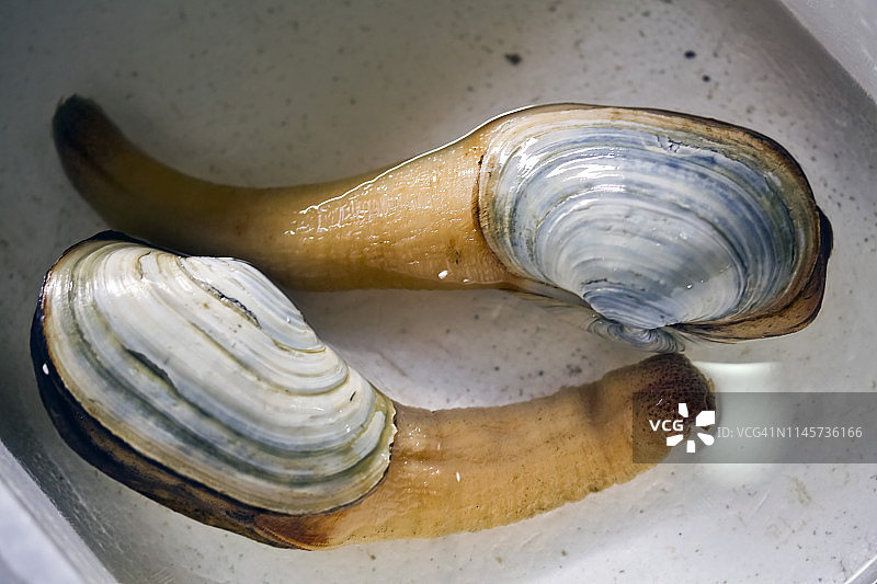 水中饲养的日本象拔蚌图片素材