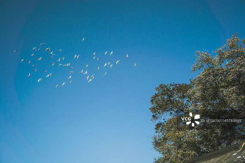 北京智化寺图片素材