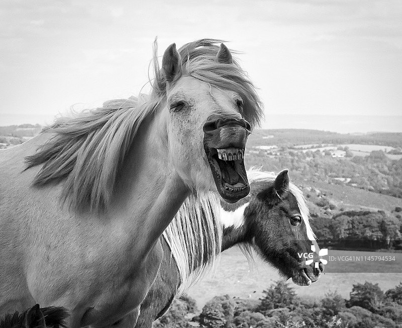 达特穆尔高地的小马图片素材