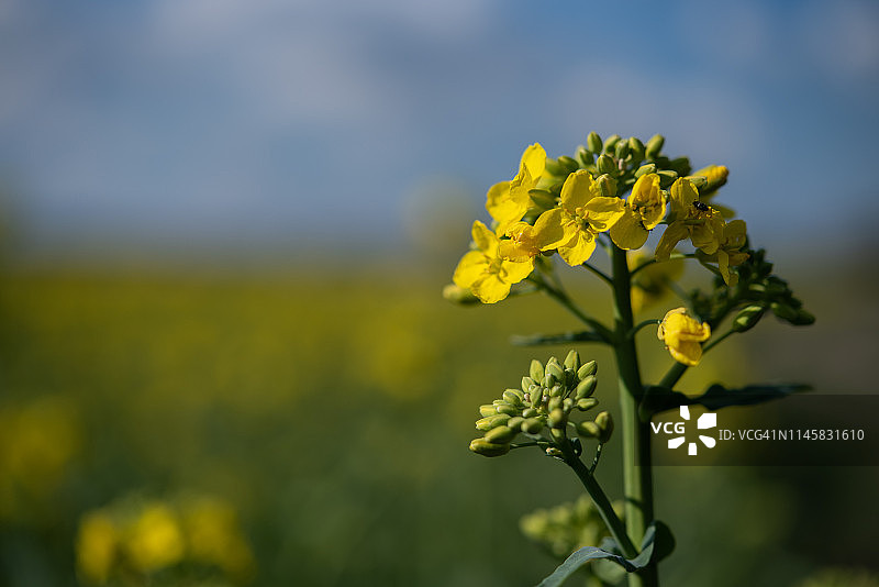 油菜籽图片素材