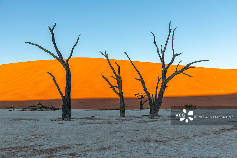 纳米比亚纳米布-诺克卢夫国家公园死亡谷的骆驼刺树和红色沙丘图片素材