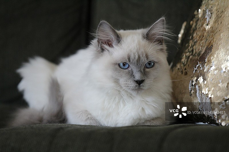 蓝色重点色布偶猫幼崽图片素材
