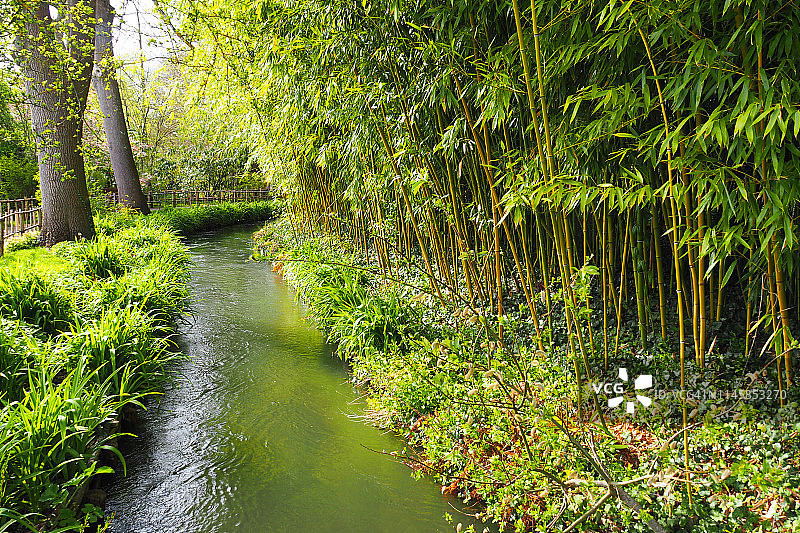 河岸生长的竹子图片素材