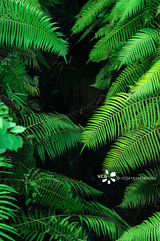 雨后绿色植物特写黑色热带背景图片素材