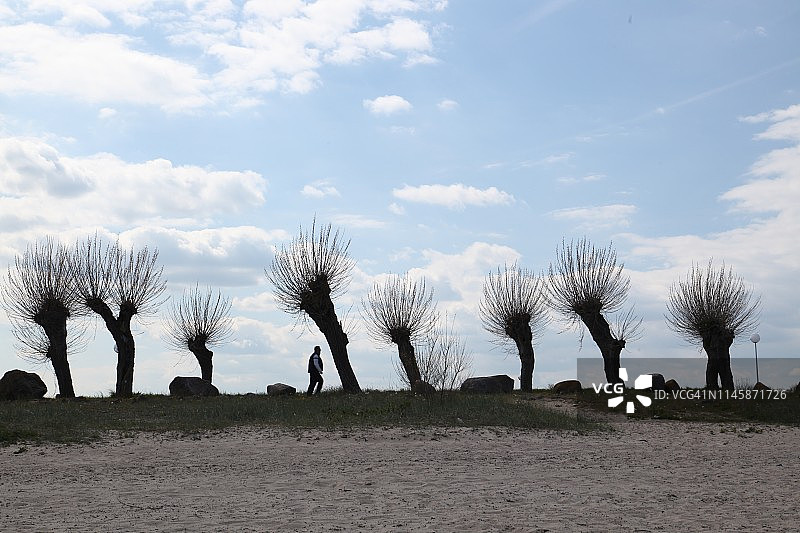 海滩截顶柳树图片素材