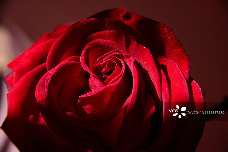 红玫瑰图片素材