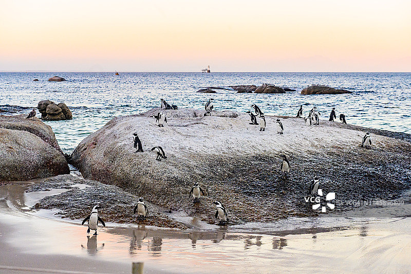 在南非西蒙镇海滩巨石上的非洲企鹅图片素材