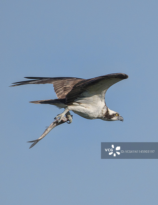 飞翔的鹗与鱼图片素材