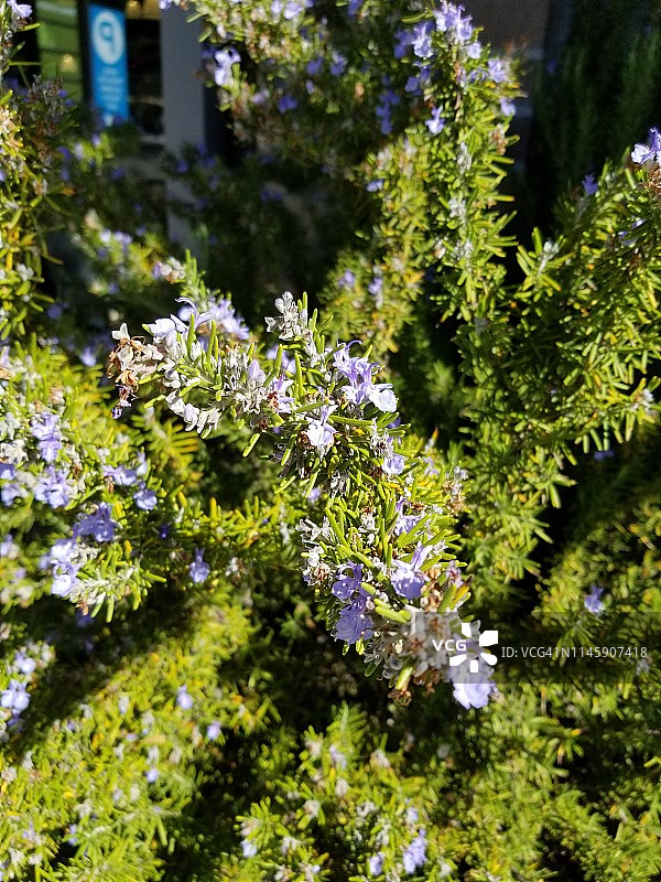 迷迭香图片素材
