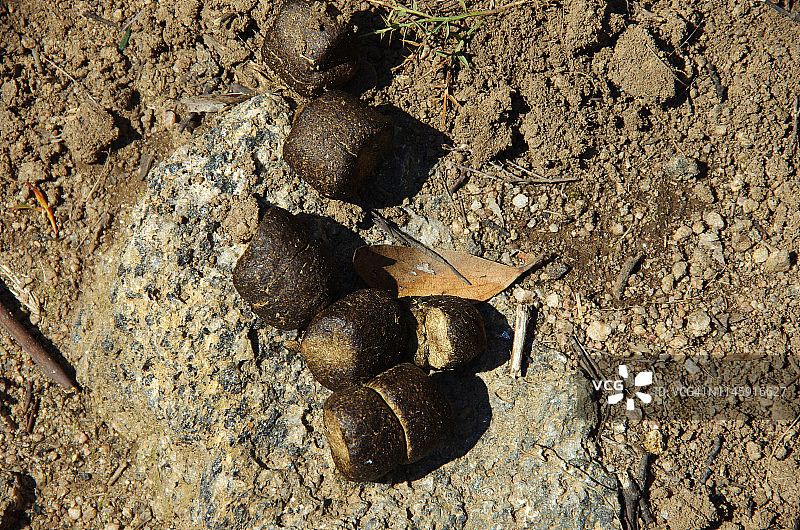 澳大利亚新南威尔士州科希丘什科国家公园的袋熊粪便图片素材