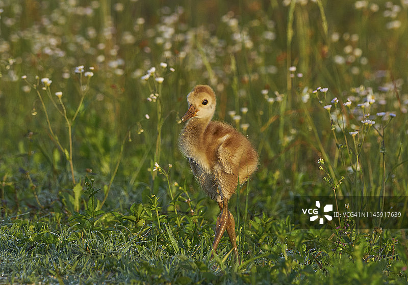奥兰多湿地公园的加拿大鹤幼鸟图片素材