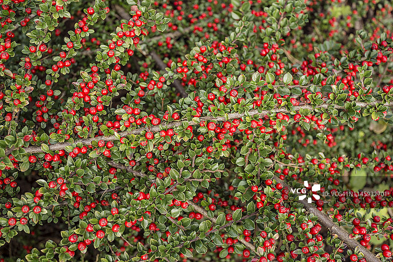 平枝栒子图片素材