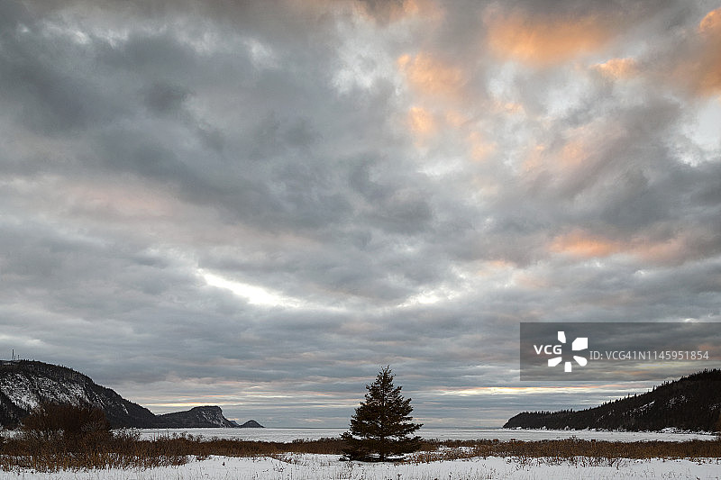 比克国家公园，哈！哈！湾之树图片素材