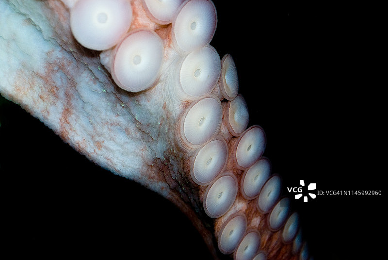 章鱼触须图片素材