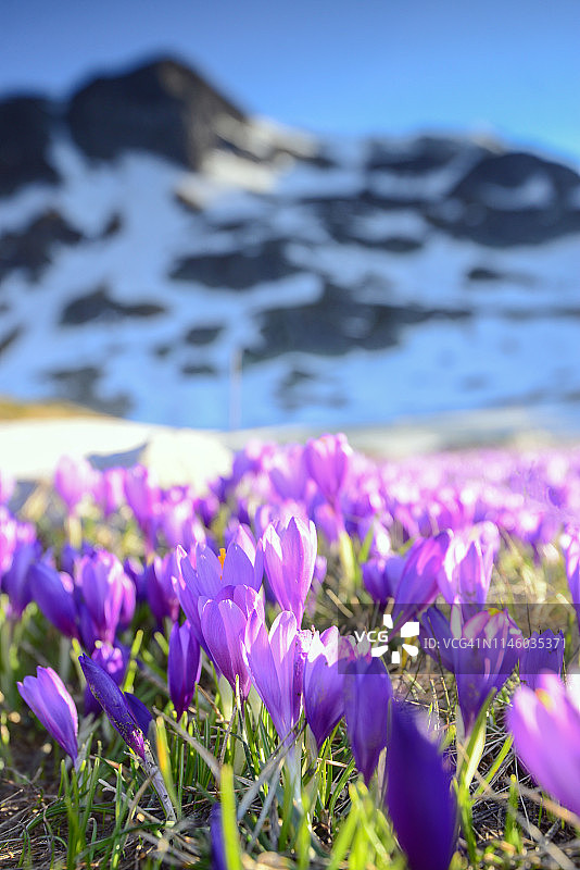 盛开的紫色番红花山地草甸图片素材