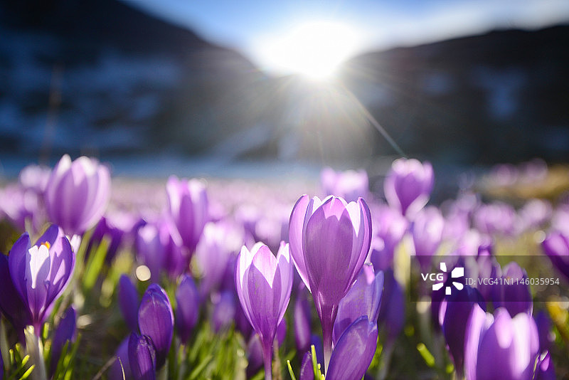 阳光下的紫色番红花，山地草甸风光图片素材