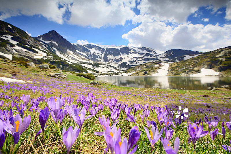 保加利亚里拉山脉七里拉湖周围紫色番红花覆盖的田园风光图片素材