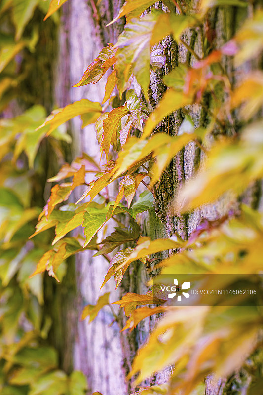 波士顿常春藤或日本爬山虎的叶子图片素材