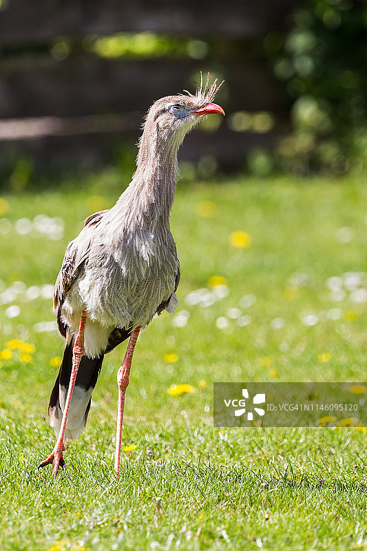 红腿叫鹤在草地上行走图片素材