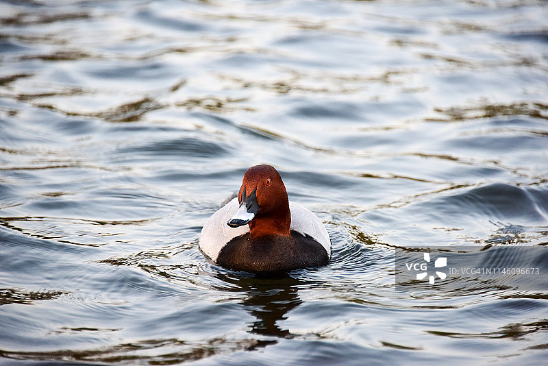 红发鸭子图片素材