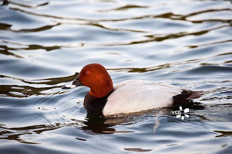 红发鸭子图片素材