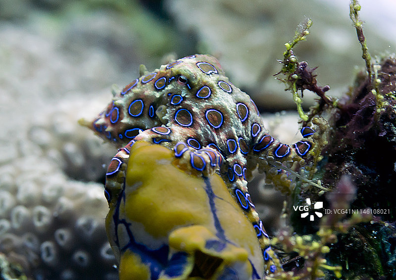 蓝环章鱼图片素材