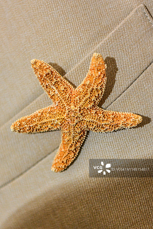 浅棕色背景上的海星图片素材