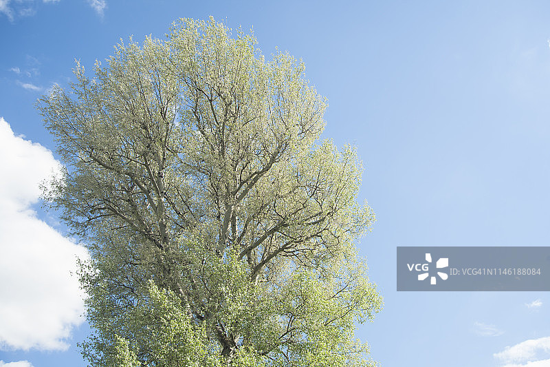蓝天下盛开的绿色杨树图片素材