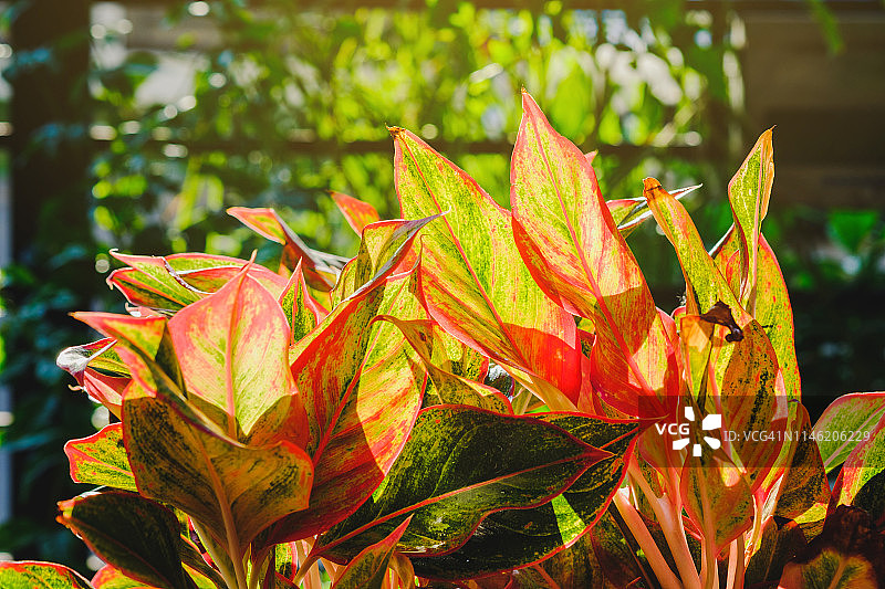 阳光下的红色红宝石万年青特写图片素材