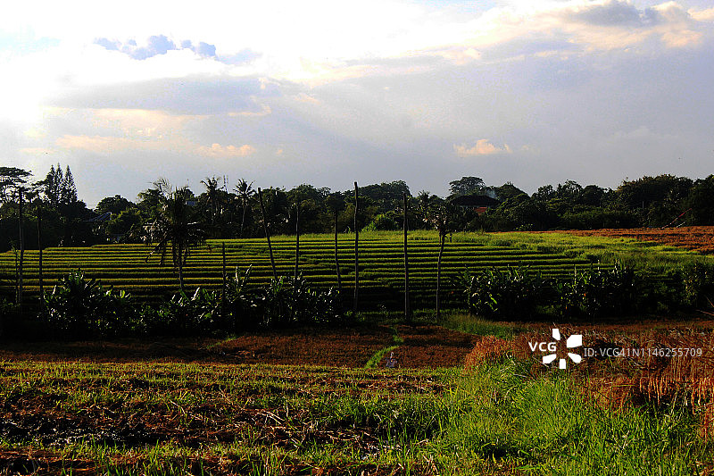 巴厘岛稻田的风景图片素材
