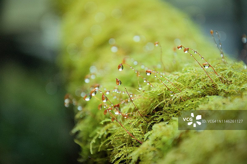 雨季热带森林中水滴苔藓特写图片素材