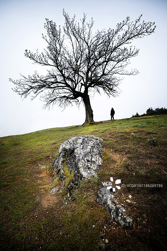 观察西班牙光秃秃树木的男人图片素材