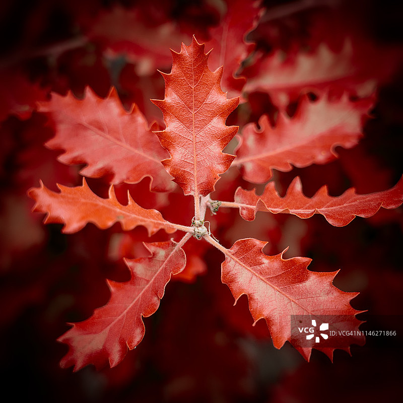 红橡树叶图片素材