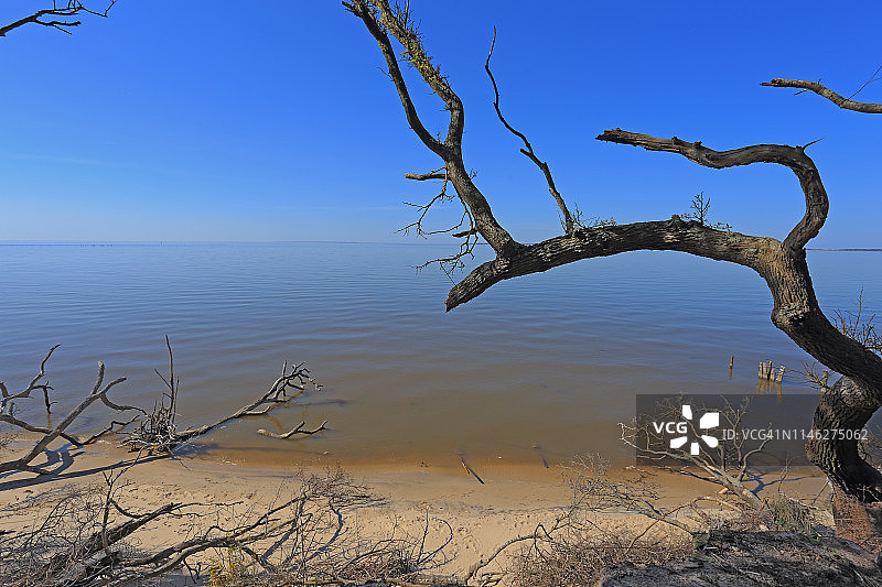 北卡罗来纳州罗阿诺克岛的枯树图片素材