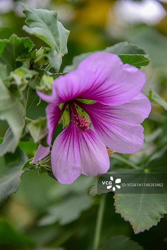 锦葵花图片素材