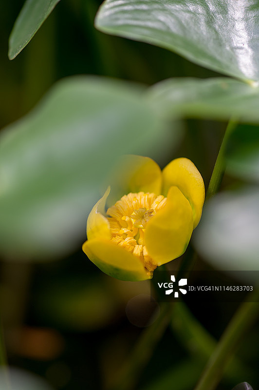 马蹄莲图片素材