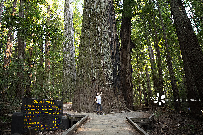 在美国红杉国家公园的女人图片素材