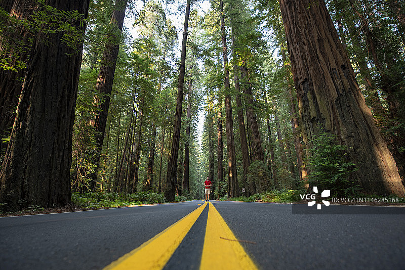 男子在森林中行走。美国红杉国家公园。图片素材