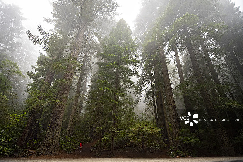 在美国红杉国家公园森林中行走的人图片素材