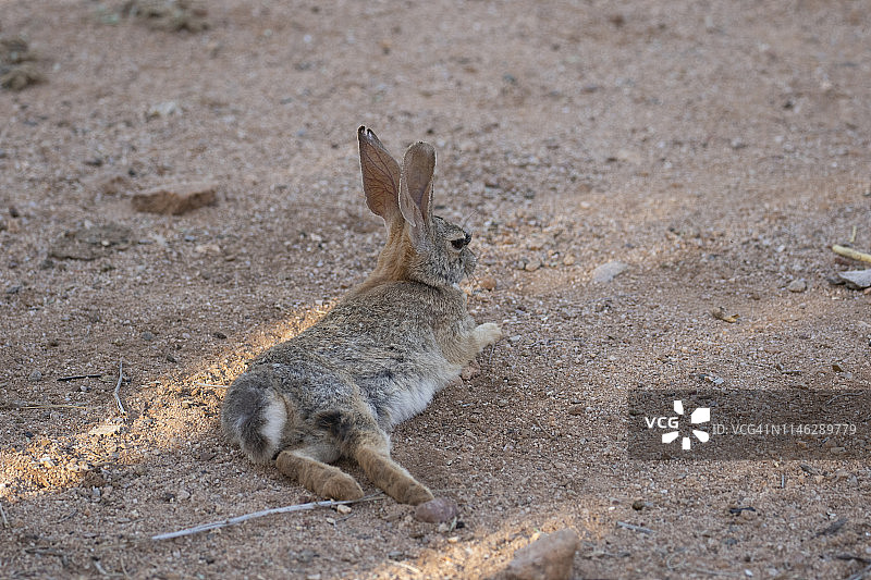 沙漠棉尾兔图片素材