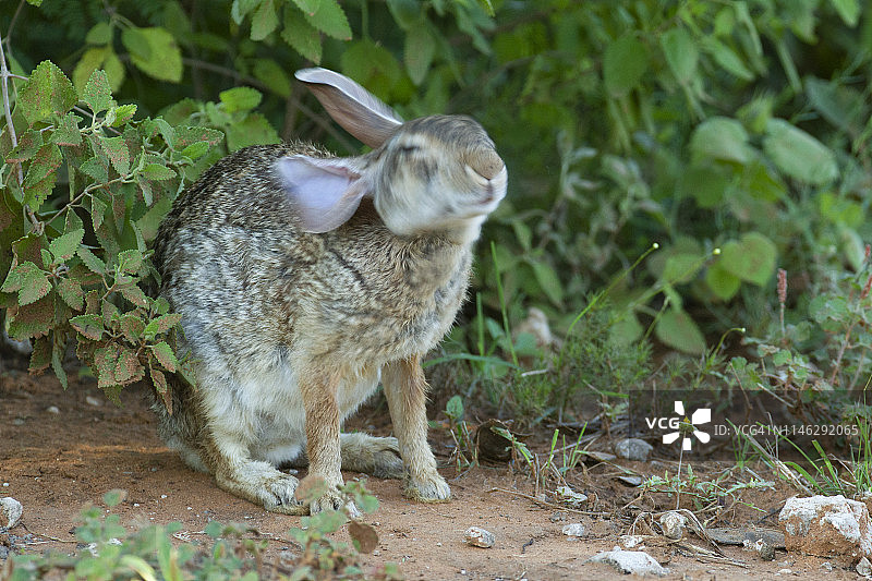 沙漠棉尾兔图片素材