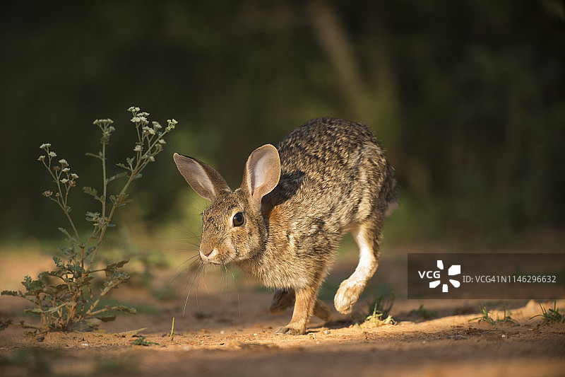 沙漠棉尾兔图片素材
