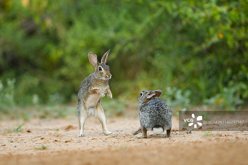 沙漠棉尾兔图片素材