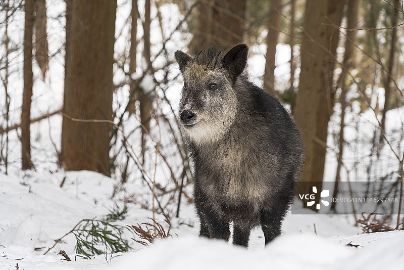日本鬣羚雪地森林中图片素材