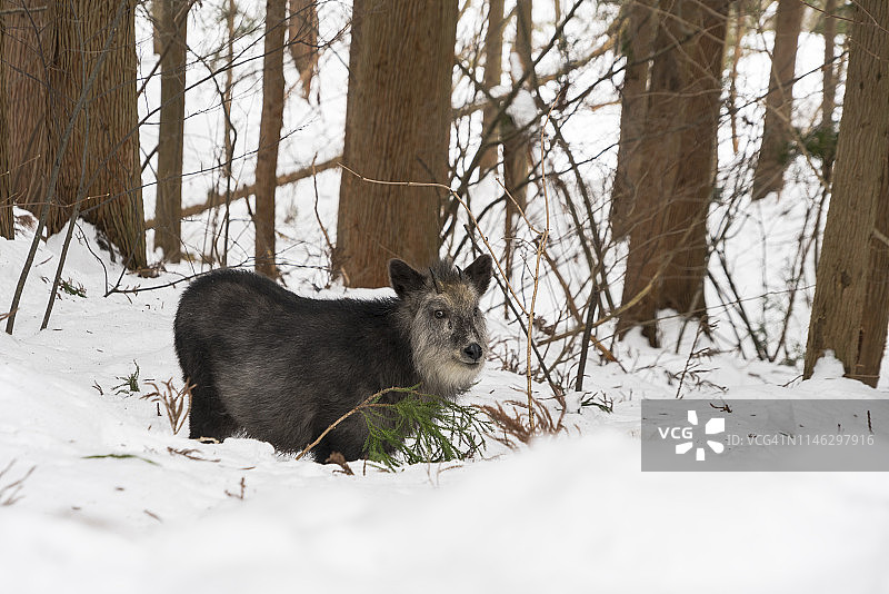 日本鬣羚雪地森林中图片素材
