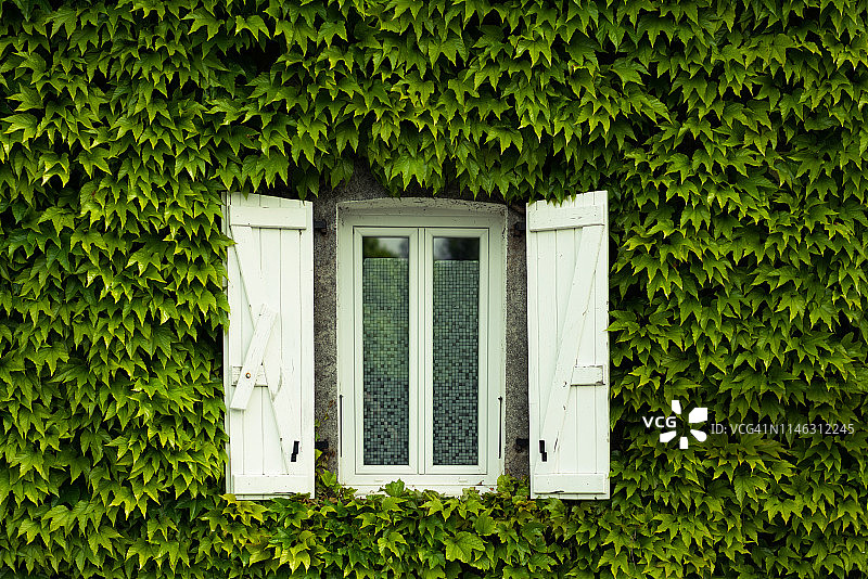 常春藤墙上的白色窗户图片素材